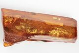 Detailed Fossil Beetle in Baltic Amber #197749-1